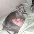 funny dog 4