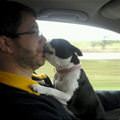 funny dog 1
