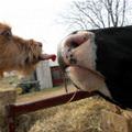 funny dog 2