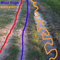 funny dog 2