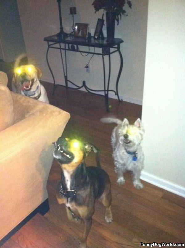 Laser Dogs