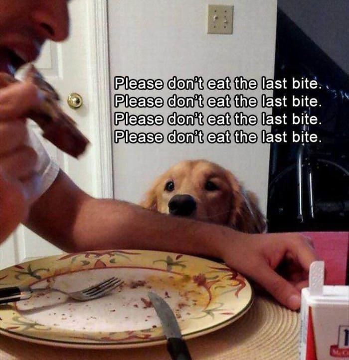 Last Bite Please