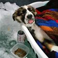 funny dog 4