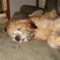 funny dog 1