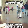 funny dog 1
