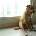 funny dog 2