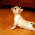 funny dog 4