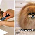 funny dog 5