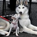 funny dog 5