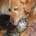 funny dog 2