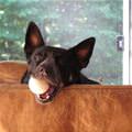 funny dog 3