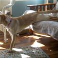 funny dog 5