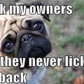 funny dog 2