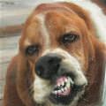 funny dog 1