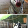 funny dog 1