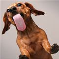 funny dog 1
