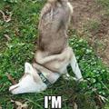 funny dog 1