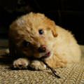 funny dog 3