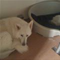 funny dog 4