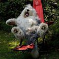 funny dog 4