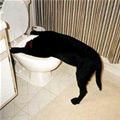 funny dog 4