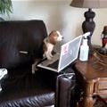 funny dog 2