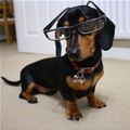 funny dog 1