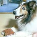 funny dog 4