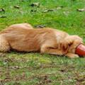 funny dog 4
