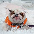 funny dog 1