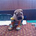 funny dog 1