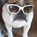 funny dog 3