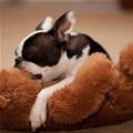funny dog 2
