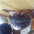 funny dog 2