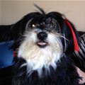 funny dog 1