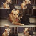 funny dog 1