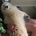 funny dog 1