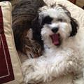 funny dog 1