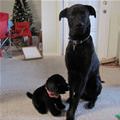 funny dog 4