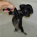 funny dog 2