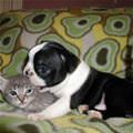 funny dog 1