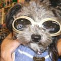 funny dog 5