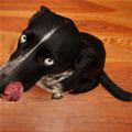 funny dog 3