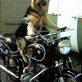 funny dog 2