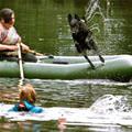 funny dog 2