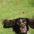 funny dog 1