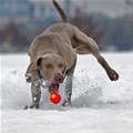 funny dog 5