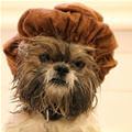 funny dog 1