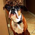 funny dog 2