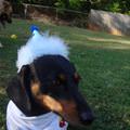 funny dog 2